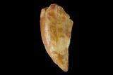 Raptor Tooth - Real Dinosaur Tooth #137184-1
